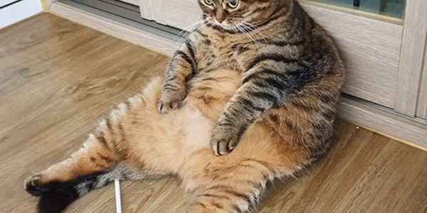 Gatto Obeso? Ecco come prendersene cura